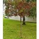 ARONIA na pniu czarna odporna na mróz - sadzonki 100 / 120 cm
